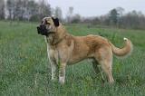 KANGAL 191